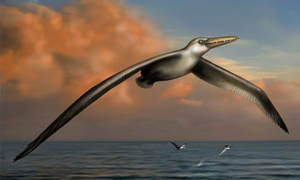 Phát hiện loài chim lớn nhất thế giới sống cách đây 28 triệu năm