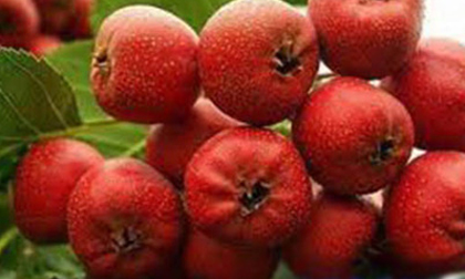 Táo mèo “tẩy” chất béo thừa