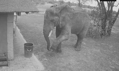 Voi dọn rác vào thùng khiến nhiều người bất ngờ