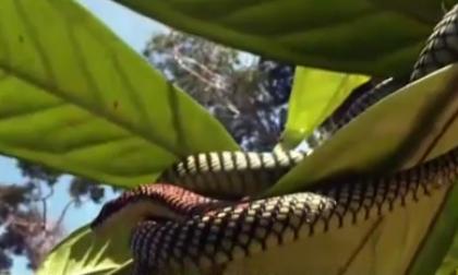 Loài rắn có khả năng bay lượn như chim