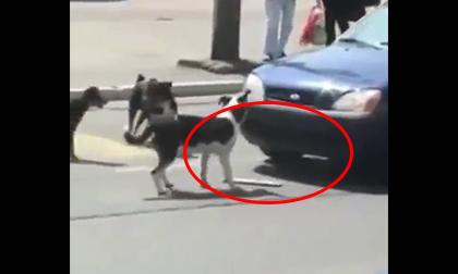 Mất biển số chỉ vì lỡ tay bấm còi chú chó trên phố