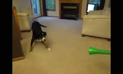 Phản ứng của chó cưng khi gặp kèn vuvuzela