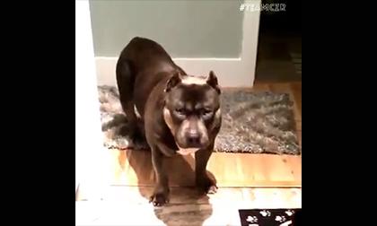 Chú chó... gật lắc cực kỳ ngộ nghĩnh