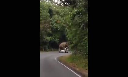 Bẹp ô tô vì bị... voi đè