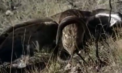 Rắn khủng bị đại bàng ăn thịt trong chớp mắt