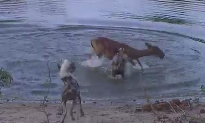Bầy chó hoang xé nát linh dương châu Phi đang mang thai