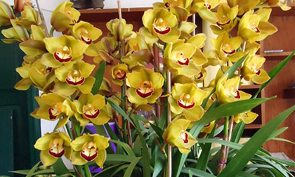 Hoa tết Trung Quốc: Đẹp nhưng độc