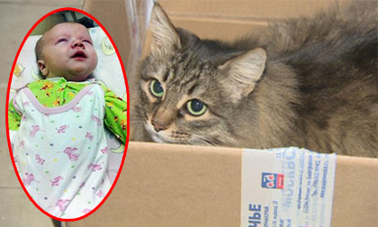 Chú mèo cứu sống bé trai bị bỏ rơi trong thùng