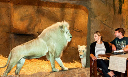 'Rợn người' với những dịch vụ tại khách sạn kỳ quặc nhất nước Úc