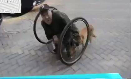 Chú chó trung thành làm đôi chân cho ông cụ 86 tuổi
