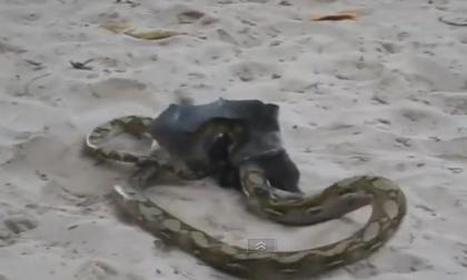 Cuộc chiến kinh hoàng giữa dơi khổng lồ với trăn