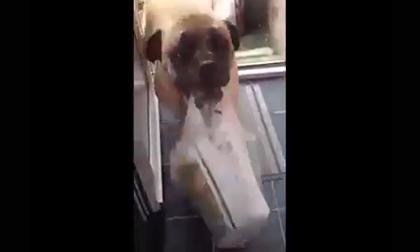 Những chú chó được việc nhất quả đất