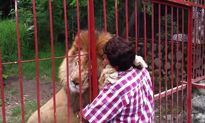 Cảm động tình cảm của người và sư tử