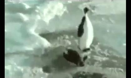 Những chú chim cánh cụt hài hước