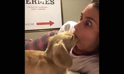 Cô chủ ơi đừng hát nữa!