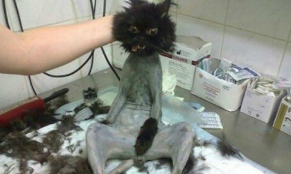 Những chú mèo 'kinh dị' như thuộc hành tinh khác