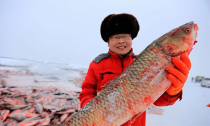 Cảnh bắt cá ngoại cỡ trên hồ lớn nhất Tân Cương