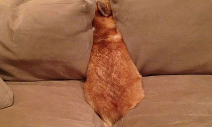 Chùm ảnh hài hước về 20 kiểu trốn tìm của loài chó