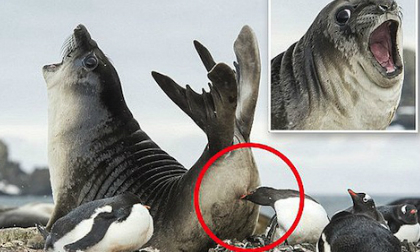 'Chết cười' trước khoảnh khắc hải cẩu bị cắn trúng 'bàn tọa'