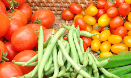 Rau sạch sẵn sàng cho thị trường Tết