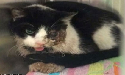 Kỳ lạ chú mèo 'đội mồ' sống dậy sau 5 ngày bị chôn dưới đất