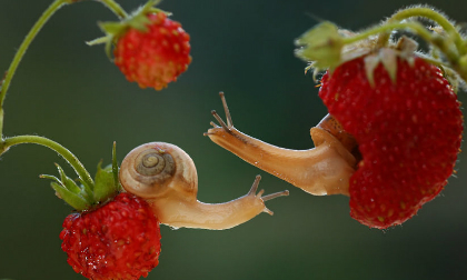 Ngắm thế giới ốc sên đẹp nên thơ như trong thần thoại