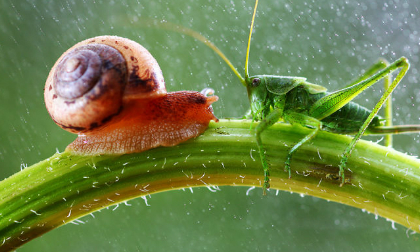 Ngắm thế giới côn trùng đẹp như ảo mộng