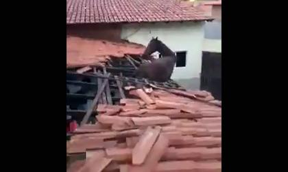 Chú ngựa ngồi 'ngắm cảnh' trên nóc nhà