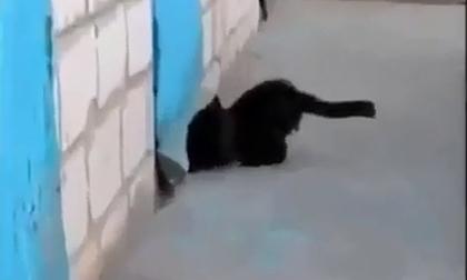 Chuyện tình bên bức vách