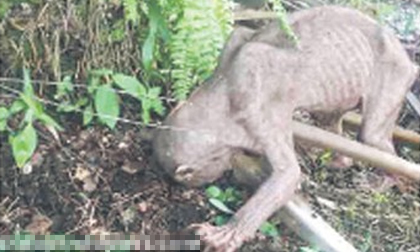 Quái vật kỳ dị xuất hiện ở Malaysia