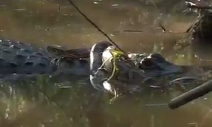 Cá sấu ngoạm thân trăn rồi dìm xuống nước 