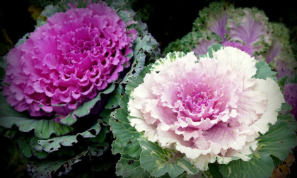 Làm đẹp vườn và trang trí nhà với hoa hồng sa mạc