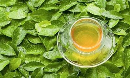 Lý do trà xanh có ưu điểm 'đánh bại' bệnh ung thư