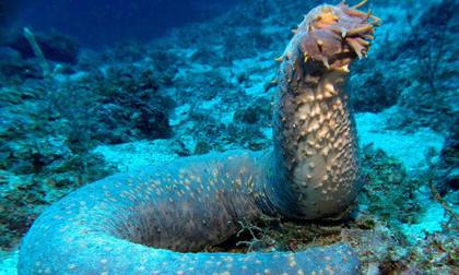 Khám phá những điều kỳ lạ về loài hải sâm xấu xí