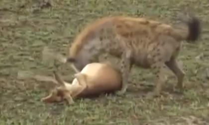 Linh dương giả chết lừa báo và linh cẩu ngoạn mục