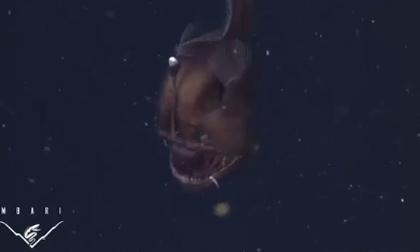 Phát hiện sinh vật có bộ mặt ác quỷ ở vùng biển Mỹ