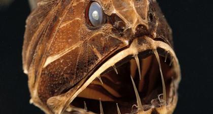 Khám phá sự khác lạ của cá yêu tinh