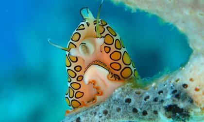 Những điều kỳ bí về sên lưỡi hạc