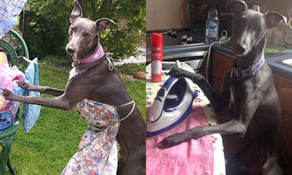 Thích thú với chú chó thích tạo dáng như người mẫu