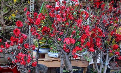 Mai đỏ bày bàn, trăm ngàn một cây