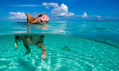 Thích thú ngắm những chú lợn bơi trên biển Caribe
