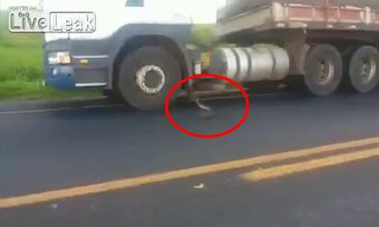 Chú rắn hung hãn nhất quả đất