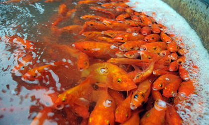 “Phương tiện” của Táo Quân tập kết về chợ cá lớn nhất Thủ đô