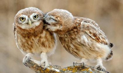 Nụ hôn lãng mạn của chim cú trước ngày Valentine