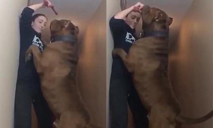 'Gặp' chú chó Pitbull lớn nhất thế giới