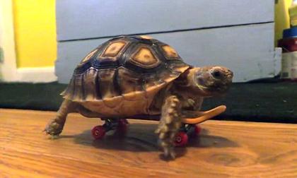 Choáng với chú rùa chơi ván trượt thành thạo