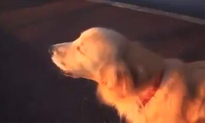 Chú chó thích nhại tiếng còi cấp cứu cực yêu