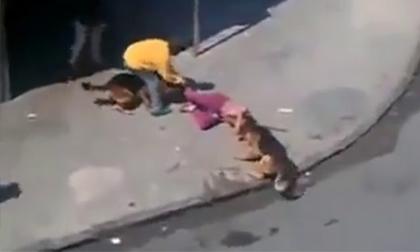 Hậu quả thảm thương vì đi trêu chó