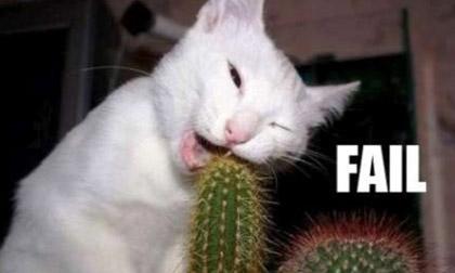 Hài hước với những hành động dại dột của chú mèo