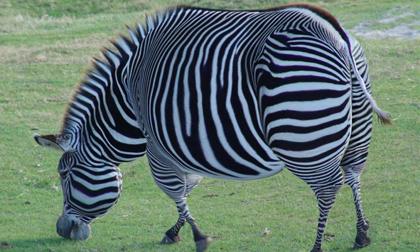 'Chết cười' với các động vật béo phì